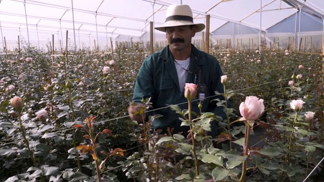 The Flowers of Colombia –Bringing Flo...