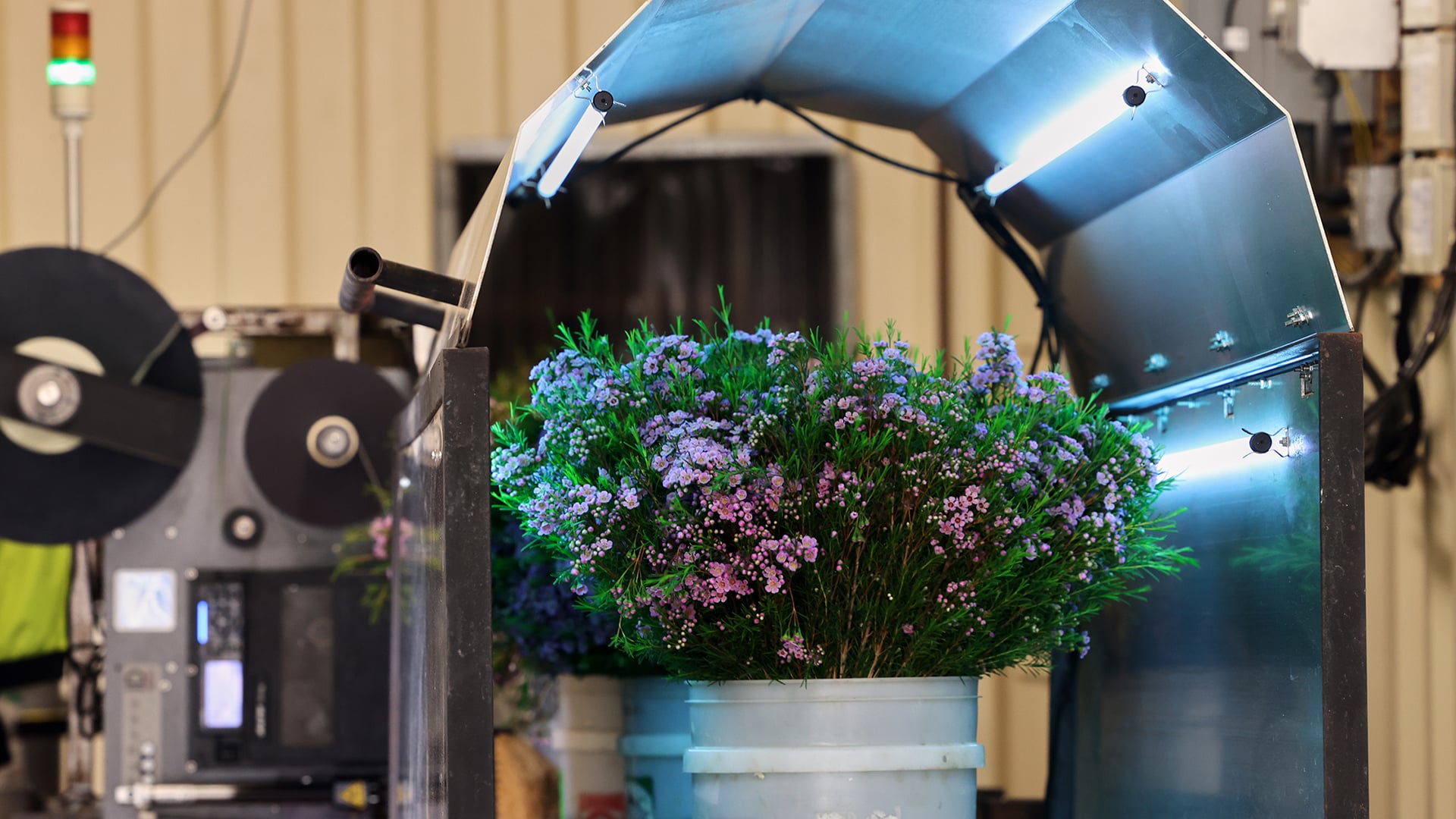 Episode #712 - Flower Ingenuity