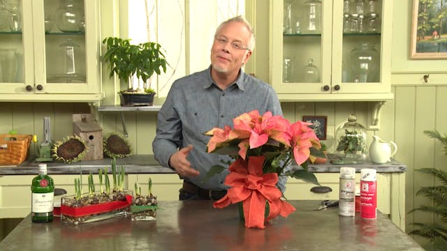 Poinsettias and Paper White Tips, and...