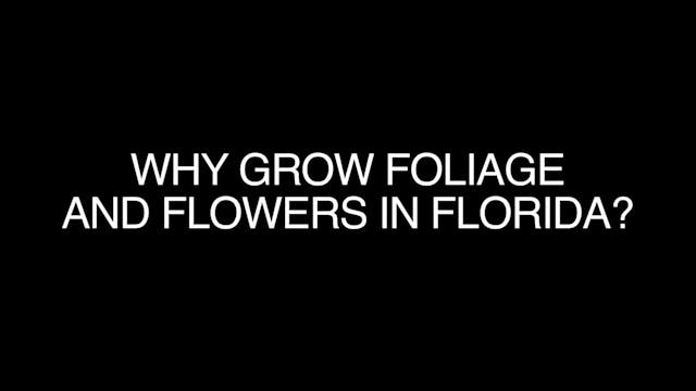 The Florida Fresh Flower and Foliage ...