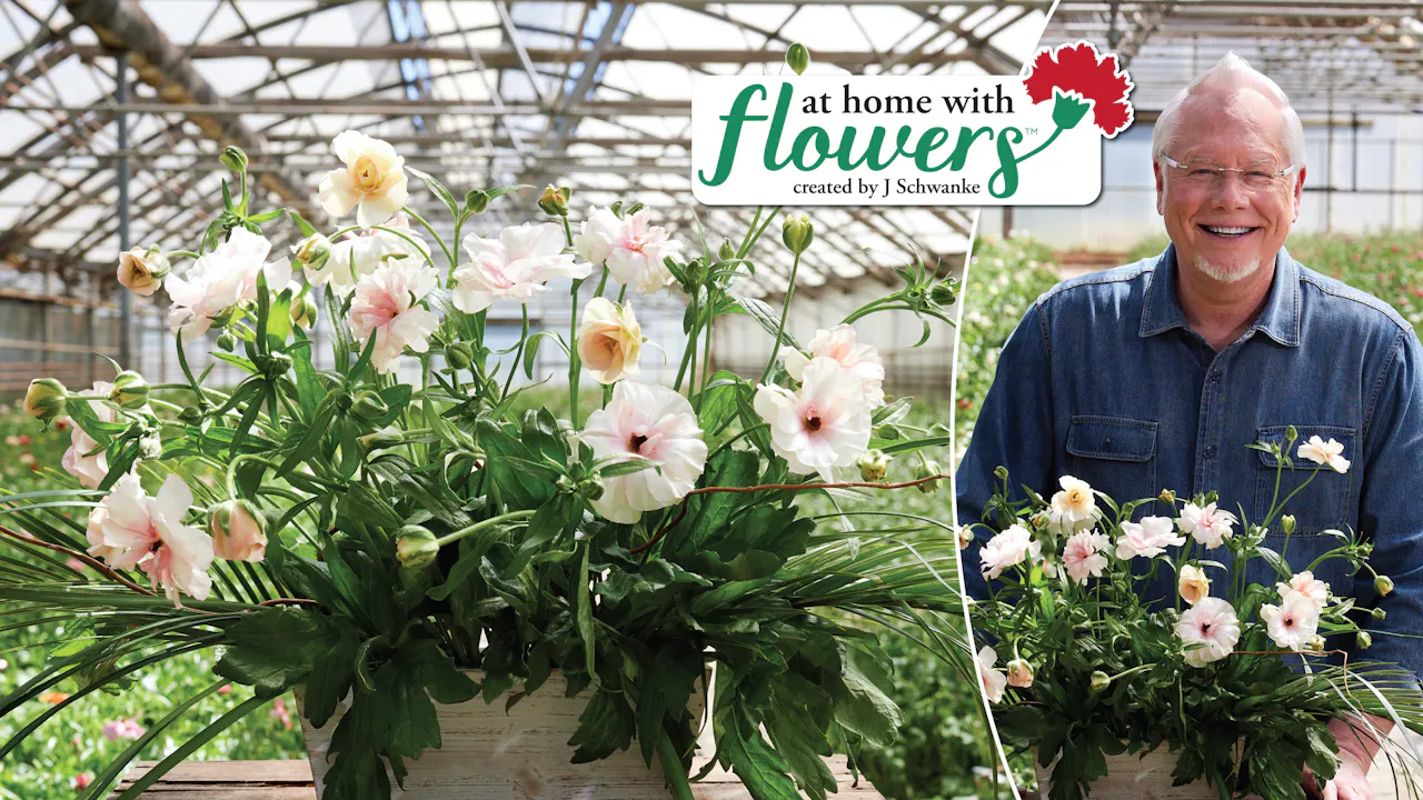 Butterfly Ranunculus Arrangement! - Season 11 AHWF - J Schwanke's Life ...