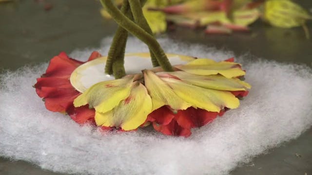 Composite Alstroemeria Flower!