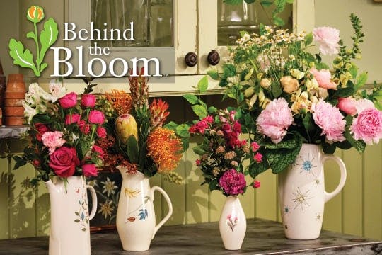 Behind the Bloom- Franciscan “Flower ...