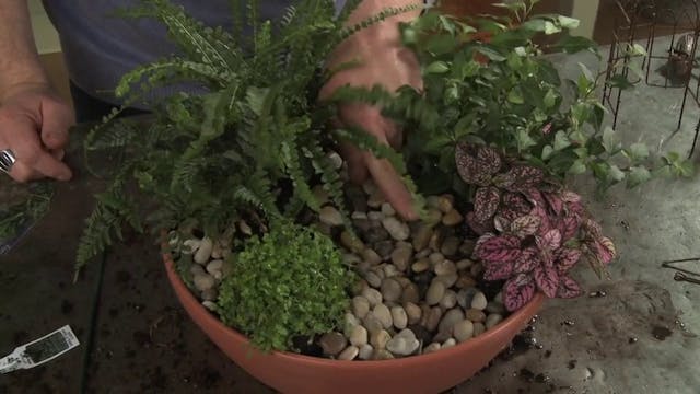 How to Plant a Fairy Garden