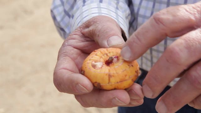 The CA Grown Experience Visits CalGlads!