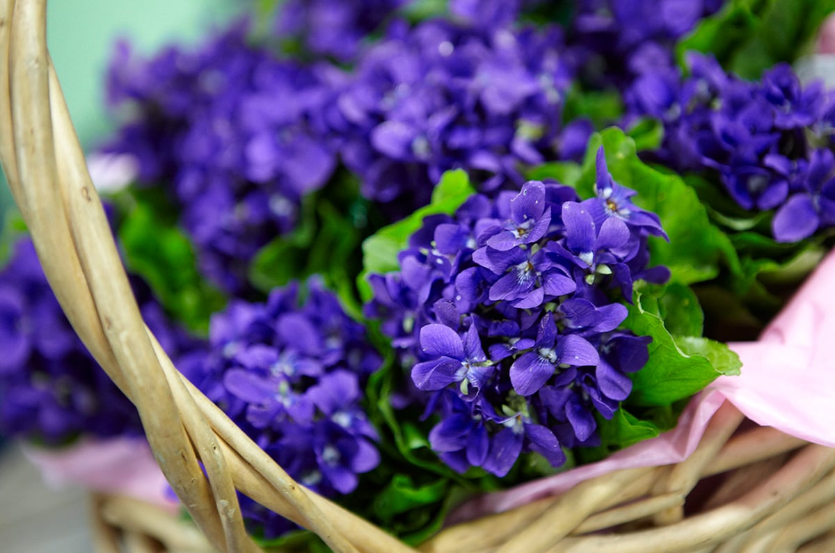 Don Garibaldi Tribute - The Violet Man!