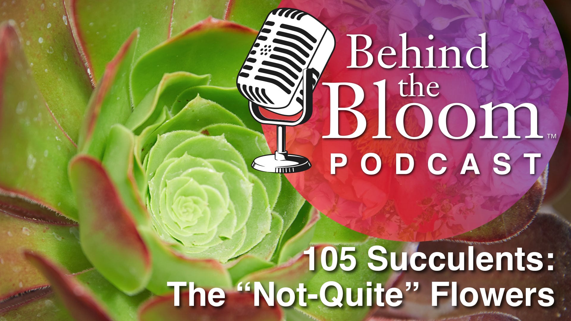 Episode 10- Companion to Episode #105 - Succulents: The "Not-Quite" Flowers