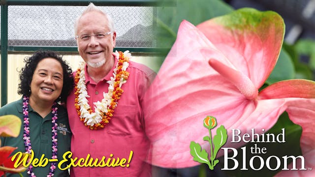 Behind the Bloom – with Tessie Amore ...
