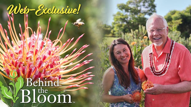 Behind the Bloom – Two Bees Protea Fa...