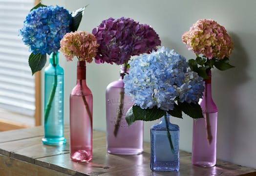 Tinting Hydrangeas- for the Perfect C...