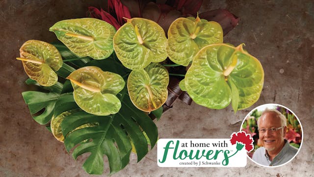 Arranging Green Anthurium!