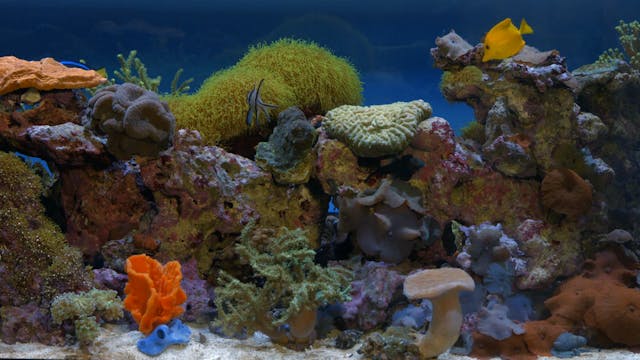 Coral Reef Tank 2 H264