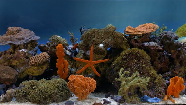 Coral Reef Tank 3 H264