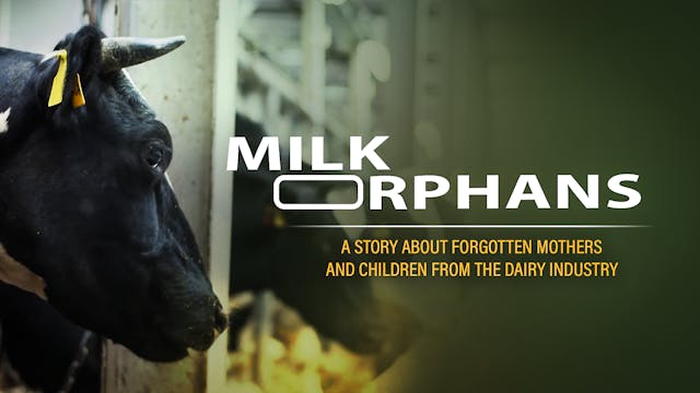 Milk Orphans - Short Film 