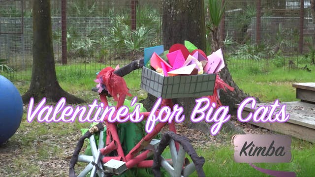 Valentine's For Big Cats