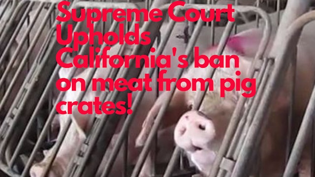 US Supreme Court Upholds California's Pig Crate Ban.