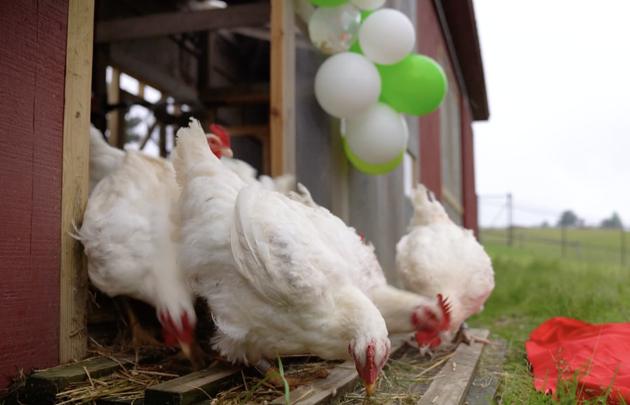 Oh Joy! It's Time for the Birds to Party! 