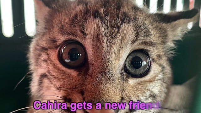 Baby Bobcat Gets A Friend