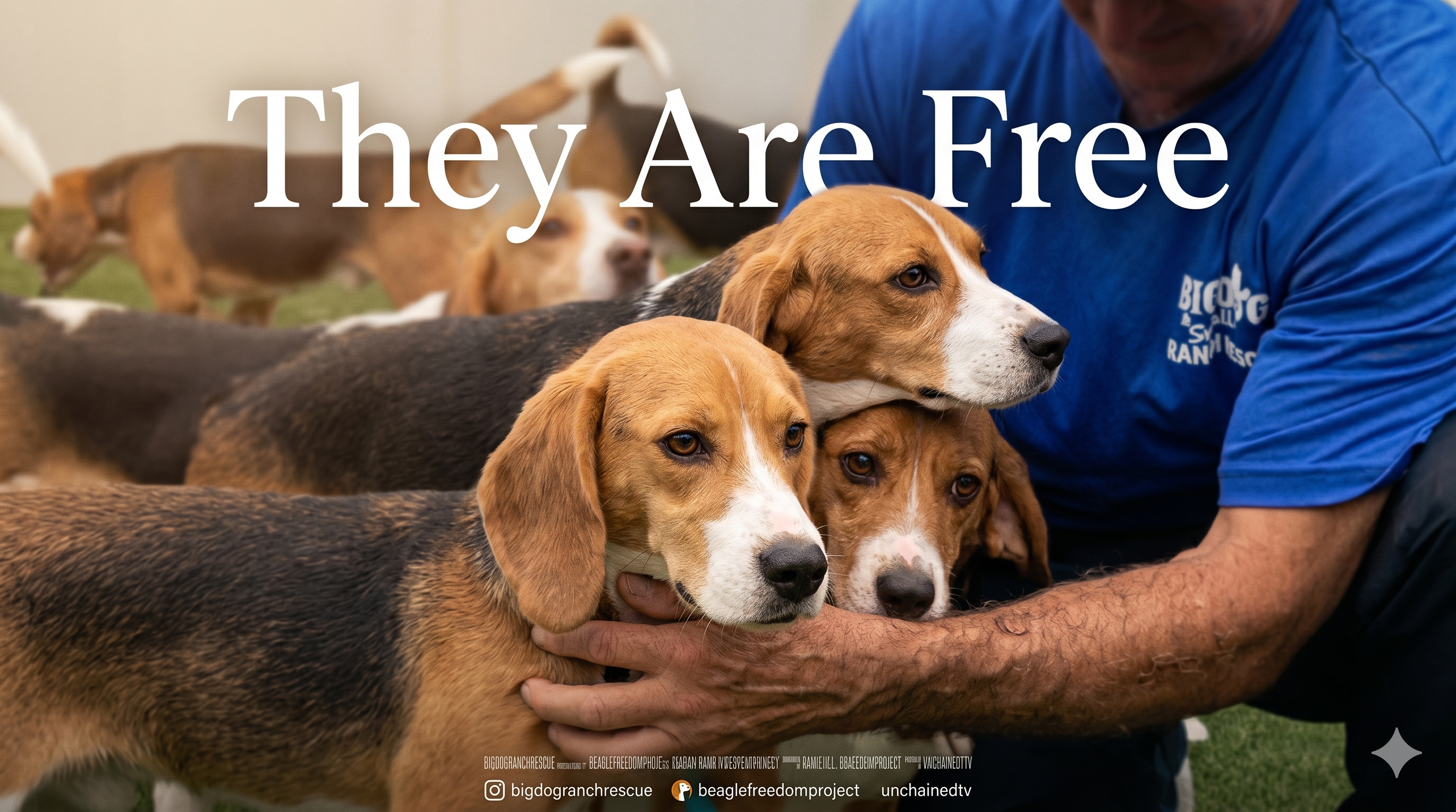 The Beagles Are Free!