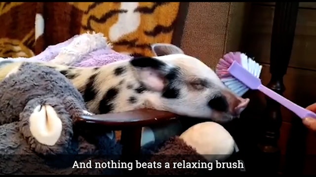 A Pig's Journey to Kindness!
