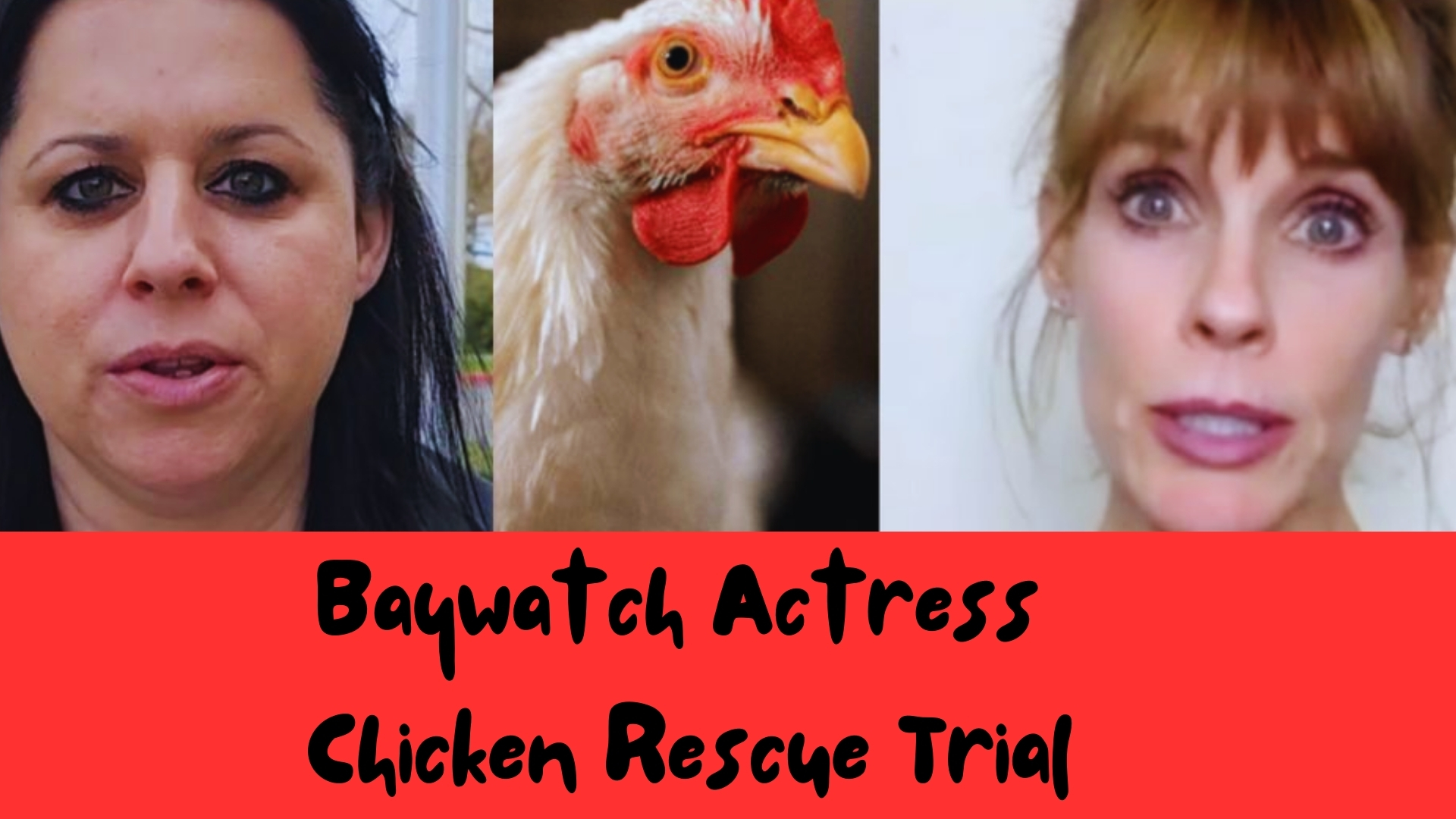 Baywatch Actress Chicken Rescue Trial