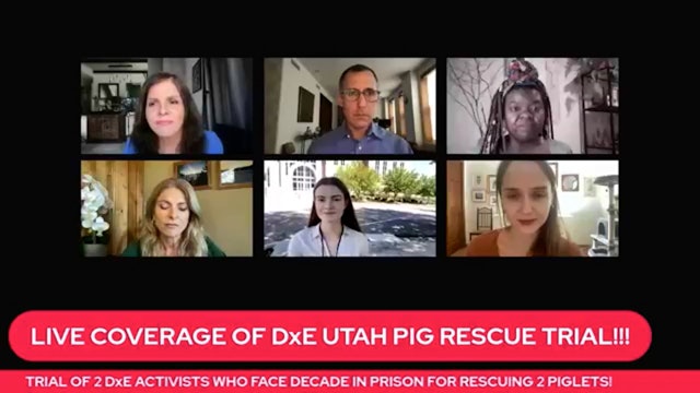 Live Coverage Day 1 - The Pig Rescue Trial