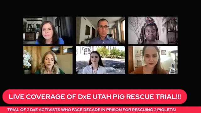 Live Coverage Day 1 - The Pig Rescue ...