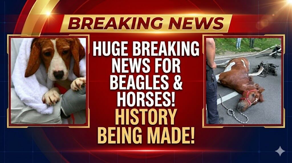 Ridglan to Close! Beagles Out!