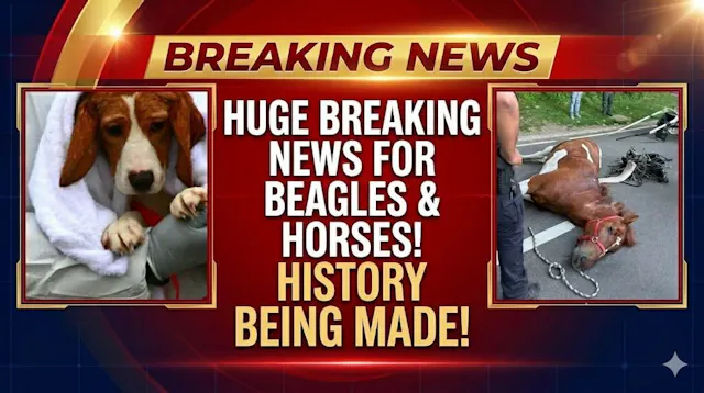 Ridglan to Close! Beagles Out!