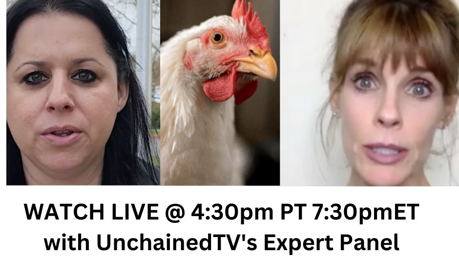 Chicken Rescue Trial: Opening Statements! 