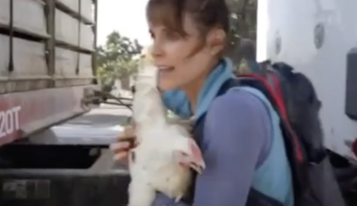 Day 2: Baywatch Star Chicken Rescue Trial