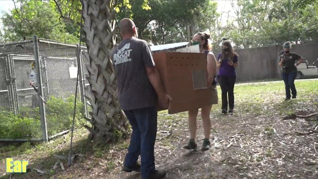 Angel The Bobcat Is Set Free