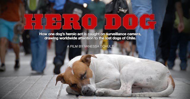 Hero Dog Documentary