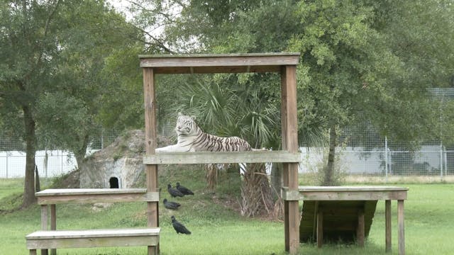 New White Tiger At Big Cat Rescue