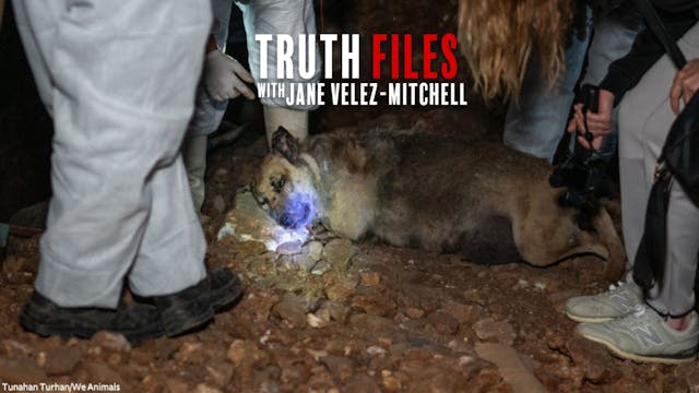 Town Hall to Save Turkey's Dogs!