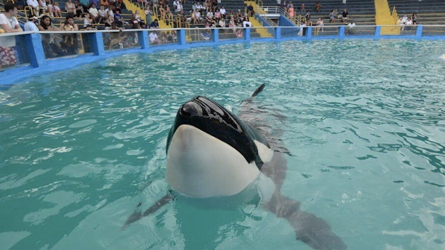 Victory - Lolita’s Cruel Captivity to End with Freedom