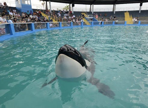 Victory - Lolita’s Cruel Captivity to...