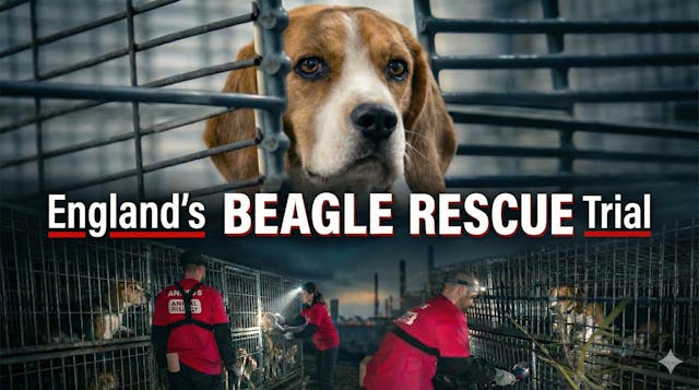 Prison for Rescuing Beagles?