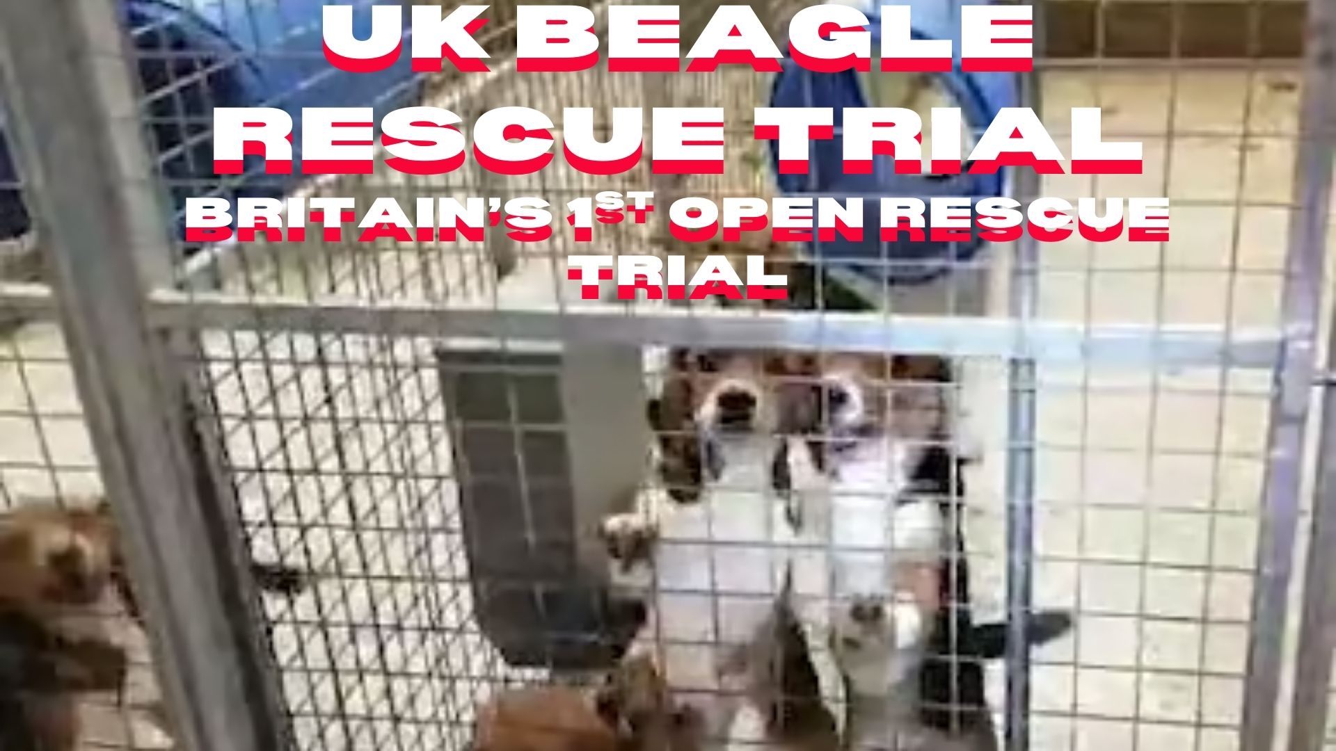 10 Years for UK Beagle Rescue?