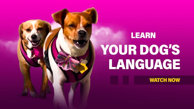 Learn Your Dog's Language! 