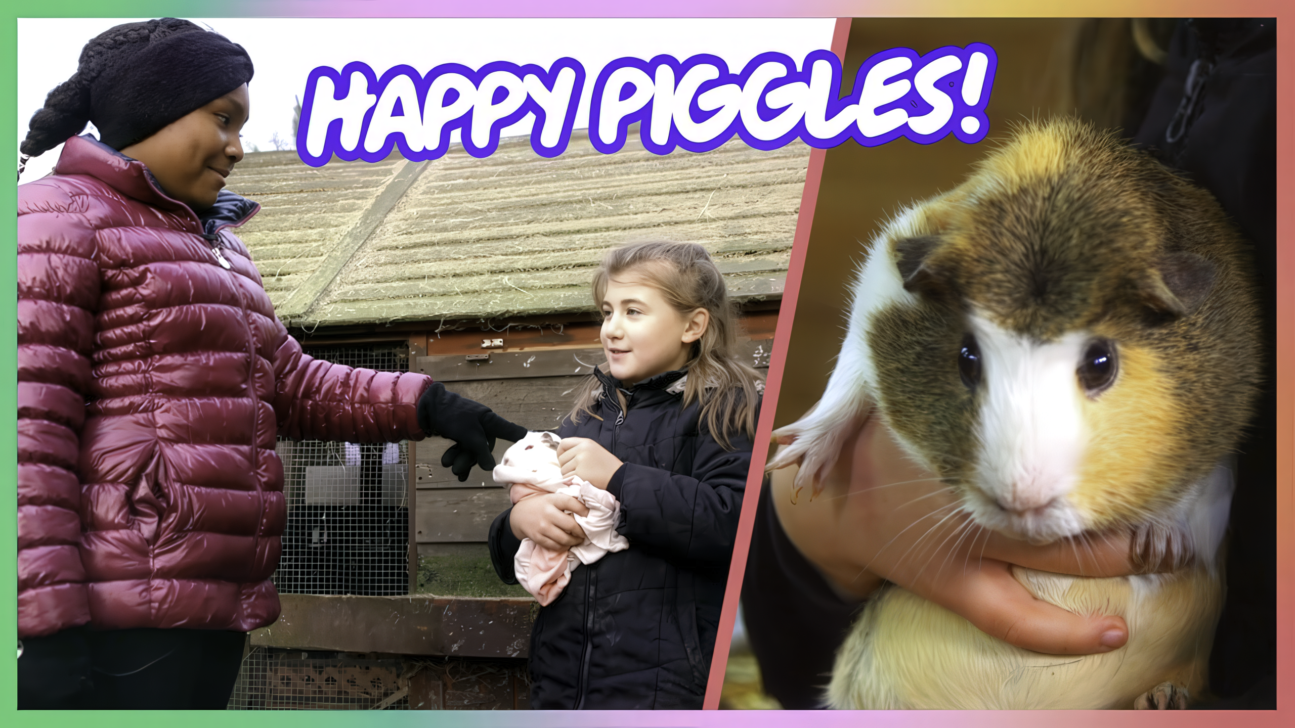 Visit Happy Piggles Guinea Pig Sanctuary