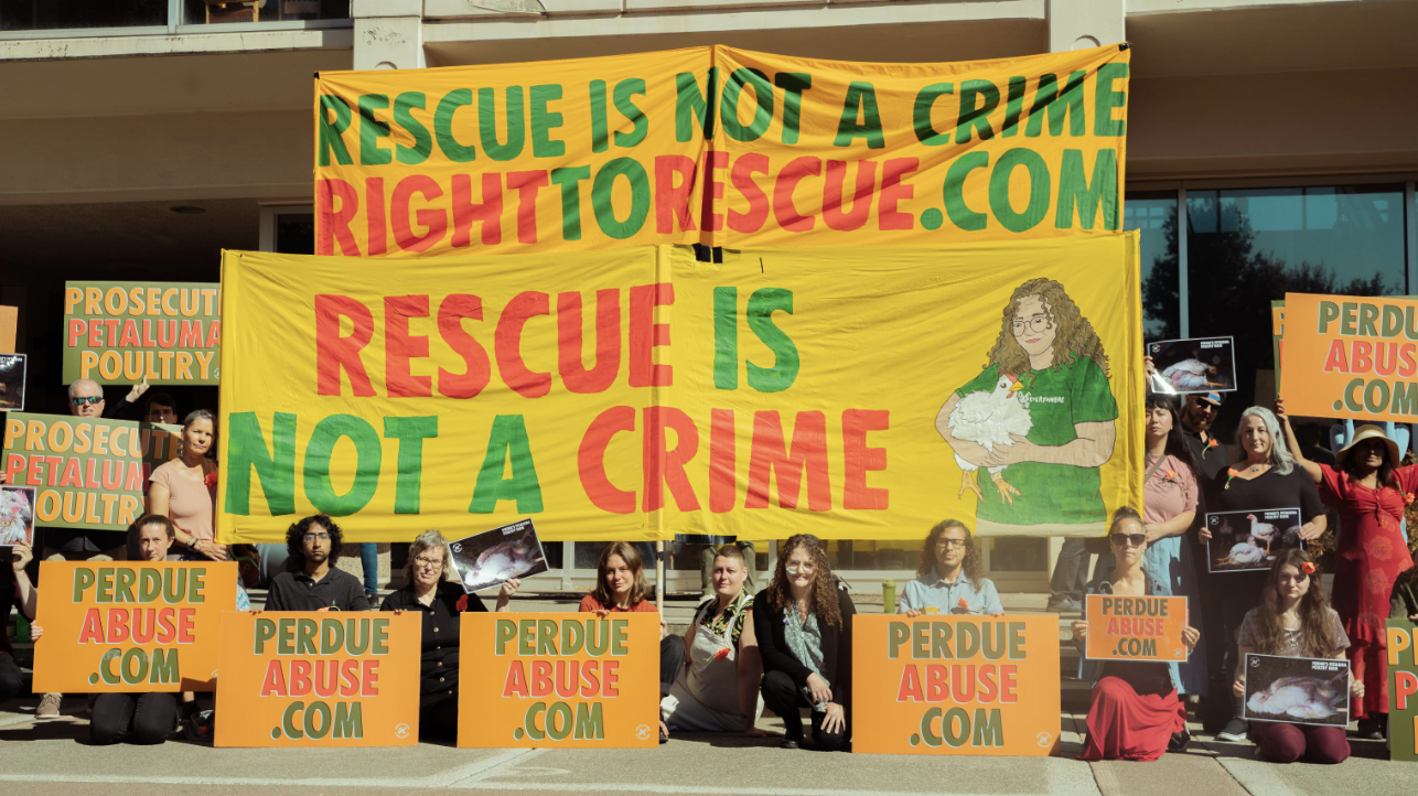 Day 3: Chicken Rescue Trial