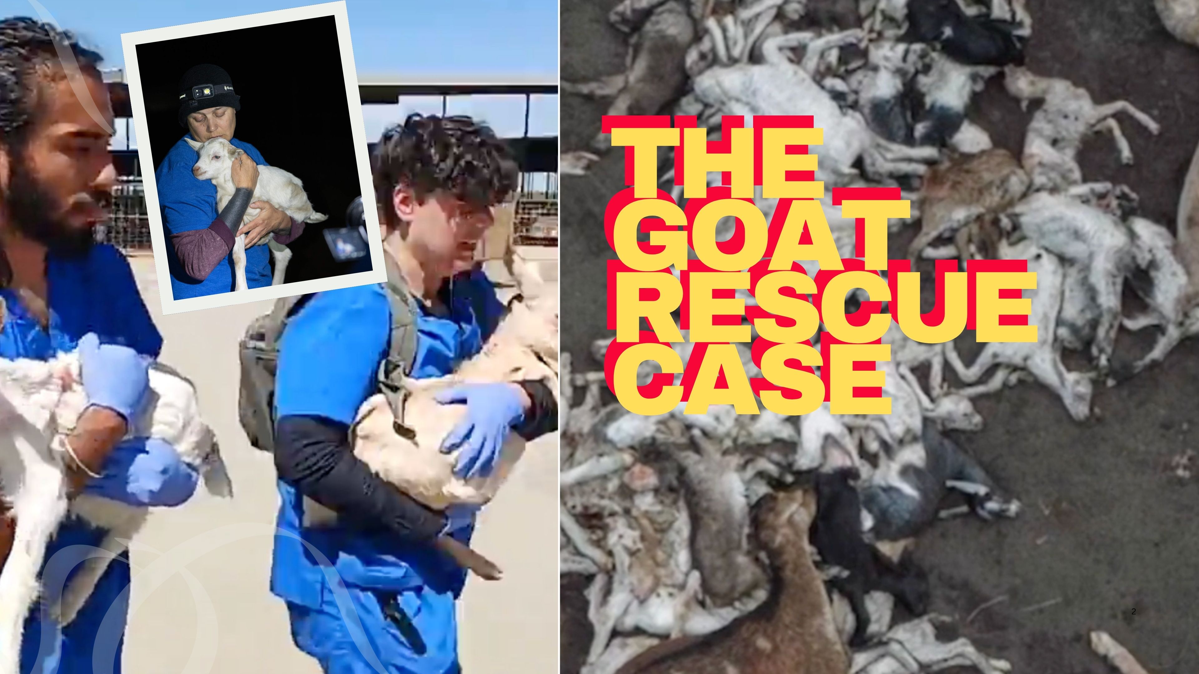 Dramatic Court Hearing in Goat Rescue Case