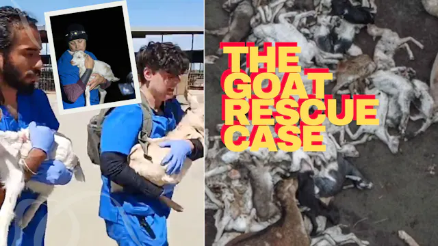 Dramatic Court Hearing in Goat Rescue...