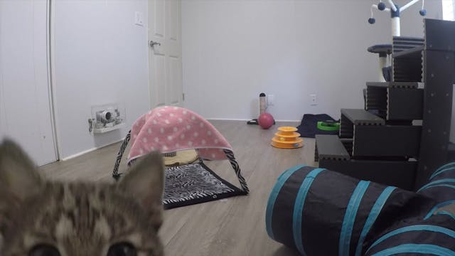 Baby Bobcat Zoomies