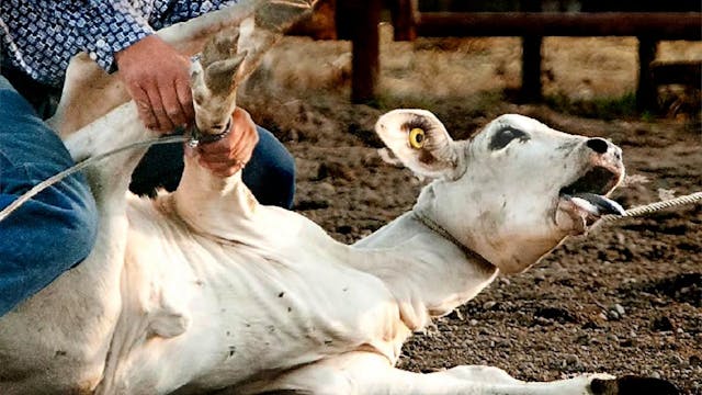 Protesters Fight Against The Rodeo