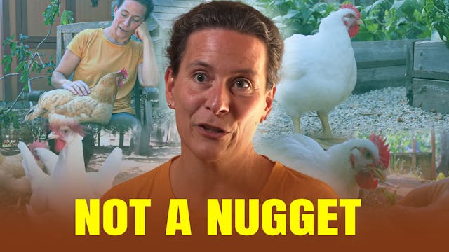 Not A Nugget