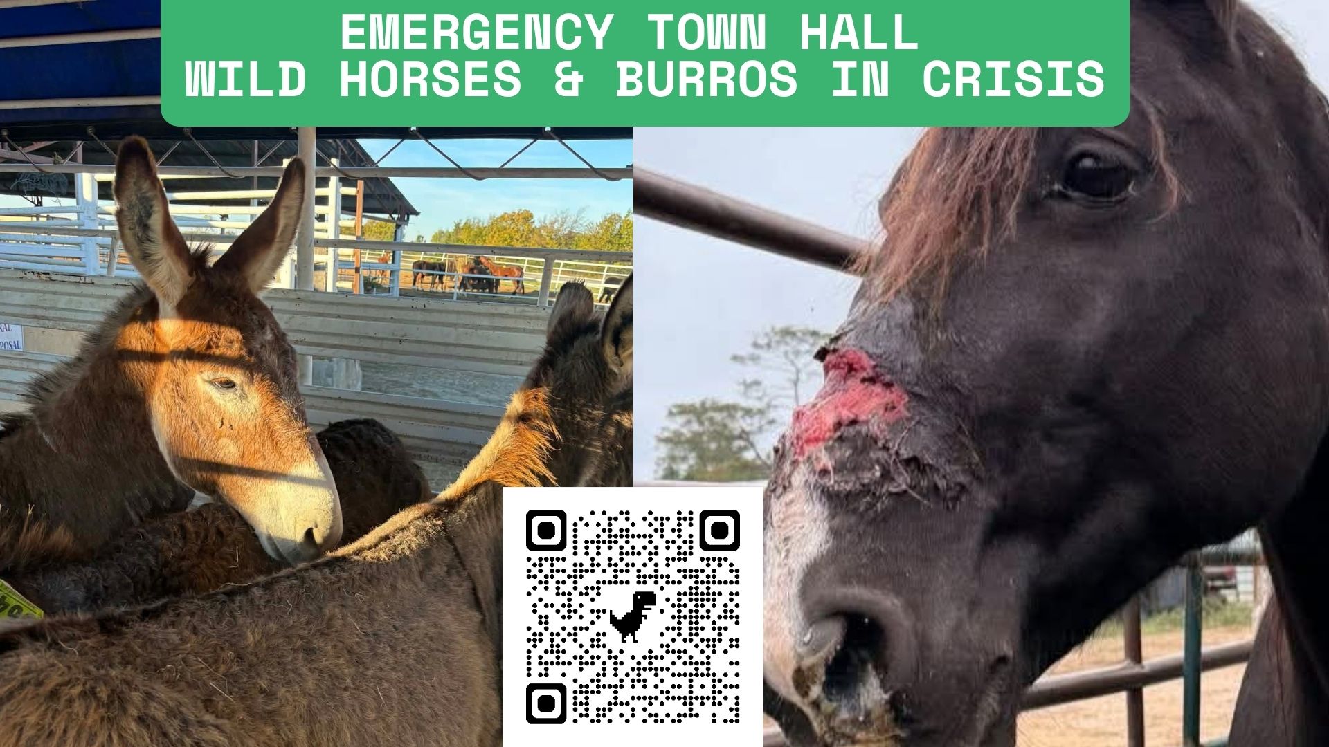 Emergency Town Hall for Horses