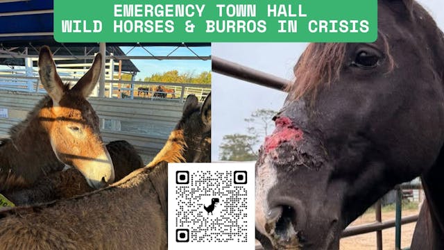 Emergency Town Hall for Horses