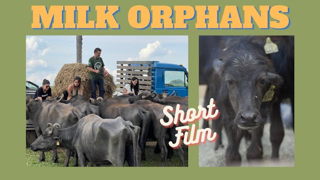 Milk Orphans - Short Film 